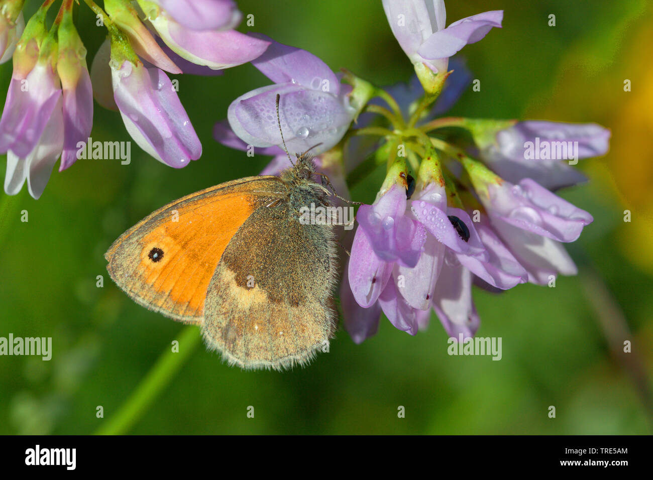 Petit heath (Coenonympha pamphilus), suçant à Coronilla, Allemagne Banque D'Images