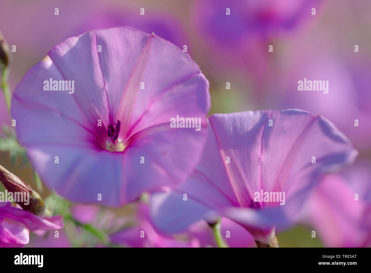 Feuilles de mauve à feuilles de mauve, le liseron liseron des champs (Convolvulus althaeoides), fleurs Banque D'Images