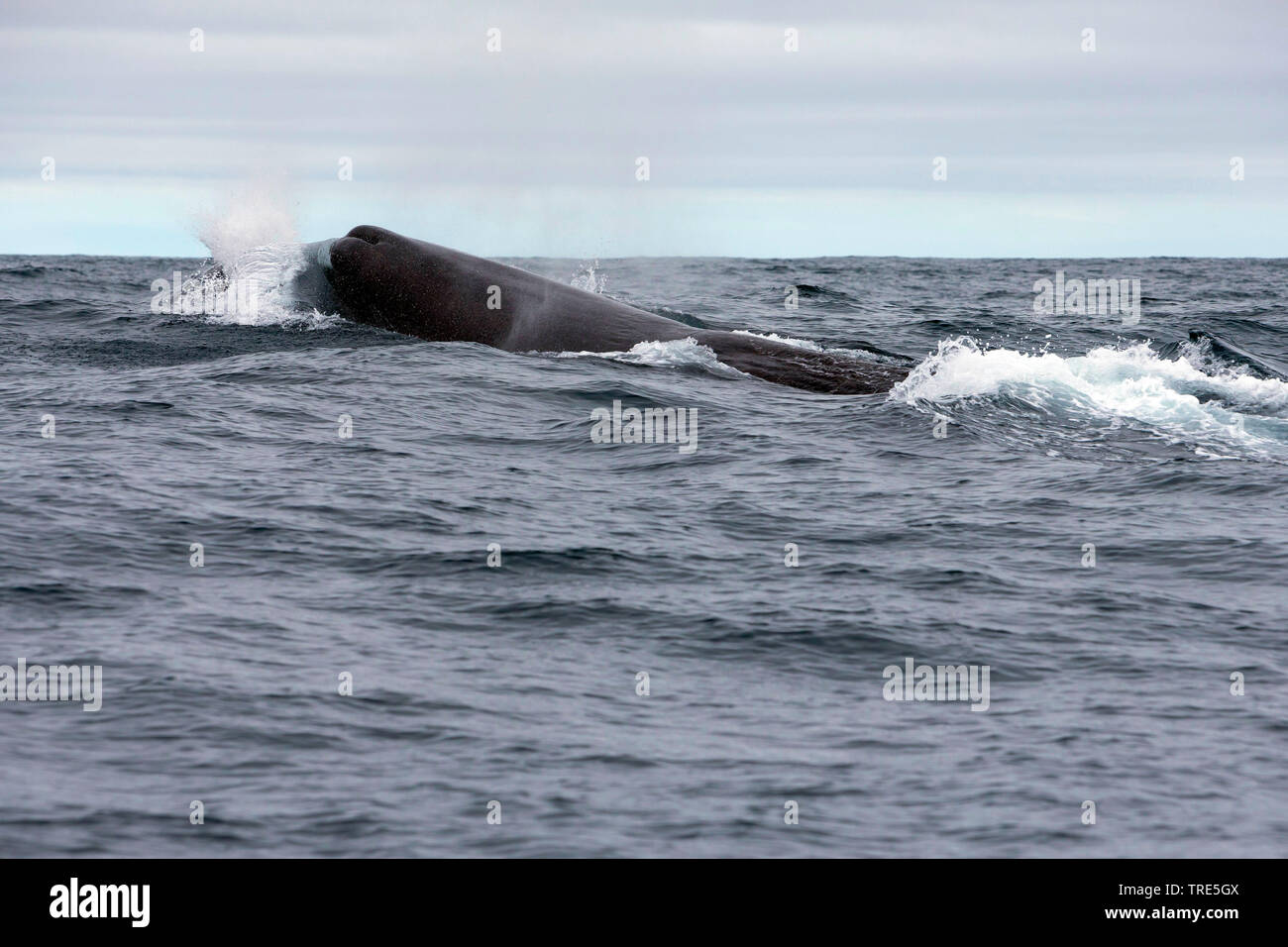 Cachalot, grand cachalot, spermacet, baleine cachalot (Physeter macrocephalus, Physeter catodon), à la surface, de l'Islande Banque D'Images