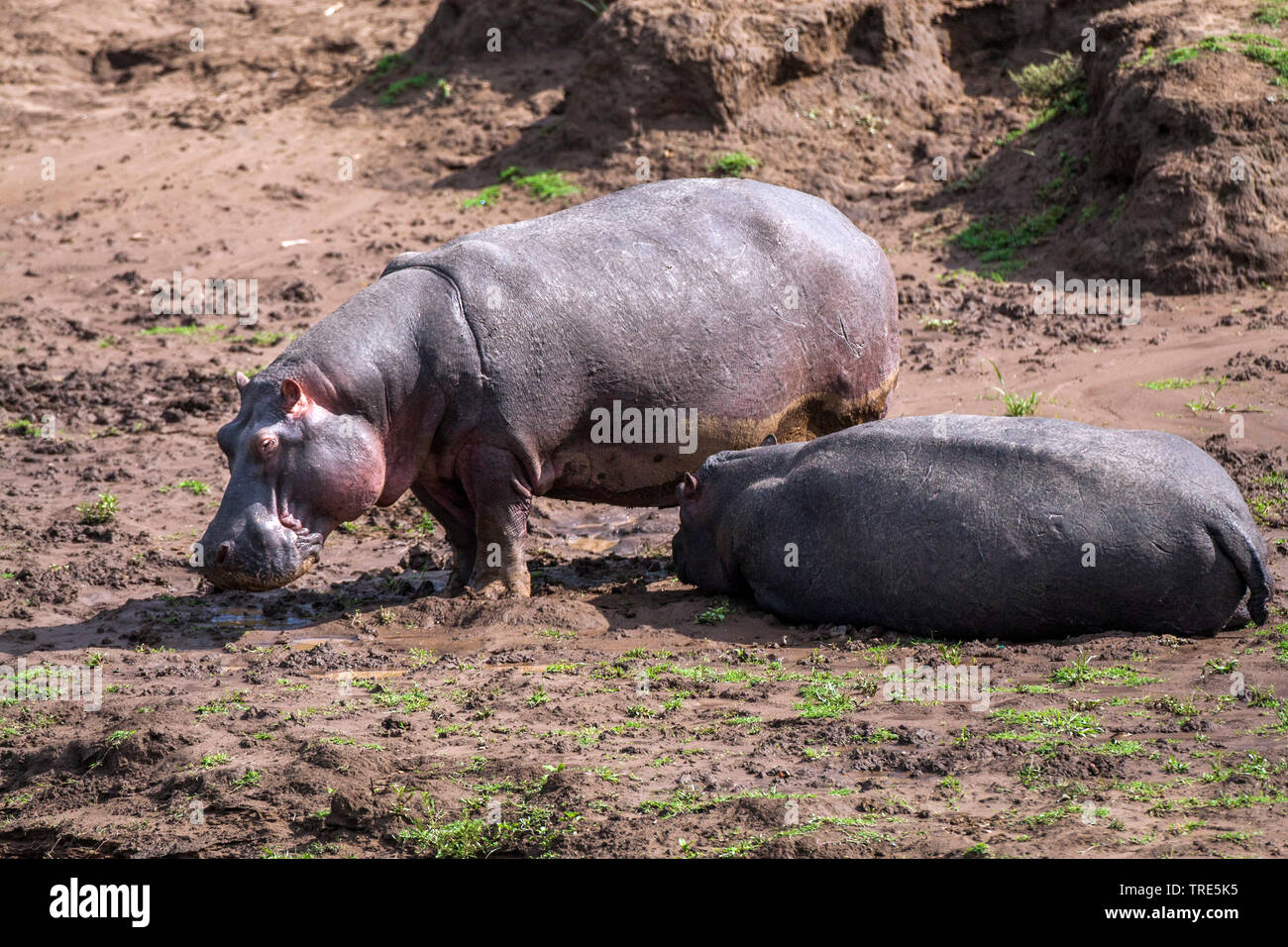 Hippopotame, hippopotame, hippopotame commun (Hippopotamus amphibius), deux hippopotames sur la rive, Kenya, Kenya, Masai Mara National Park Banque D'Images
