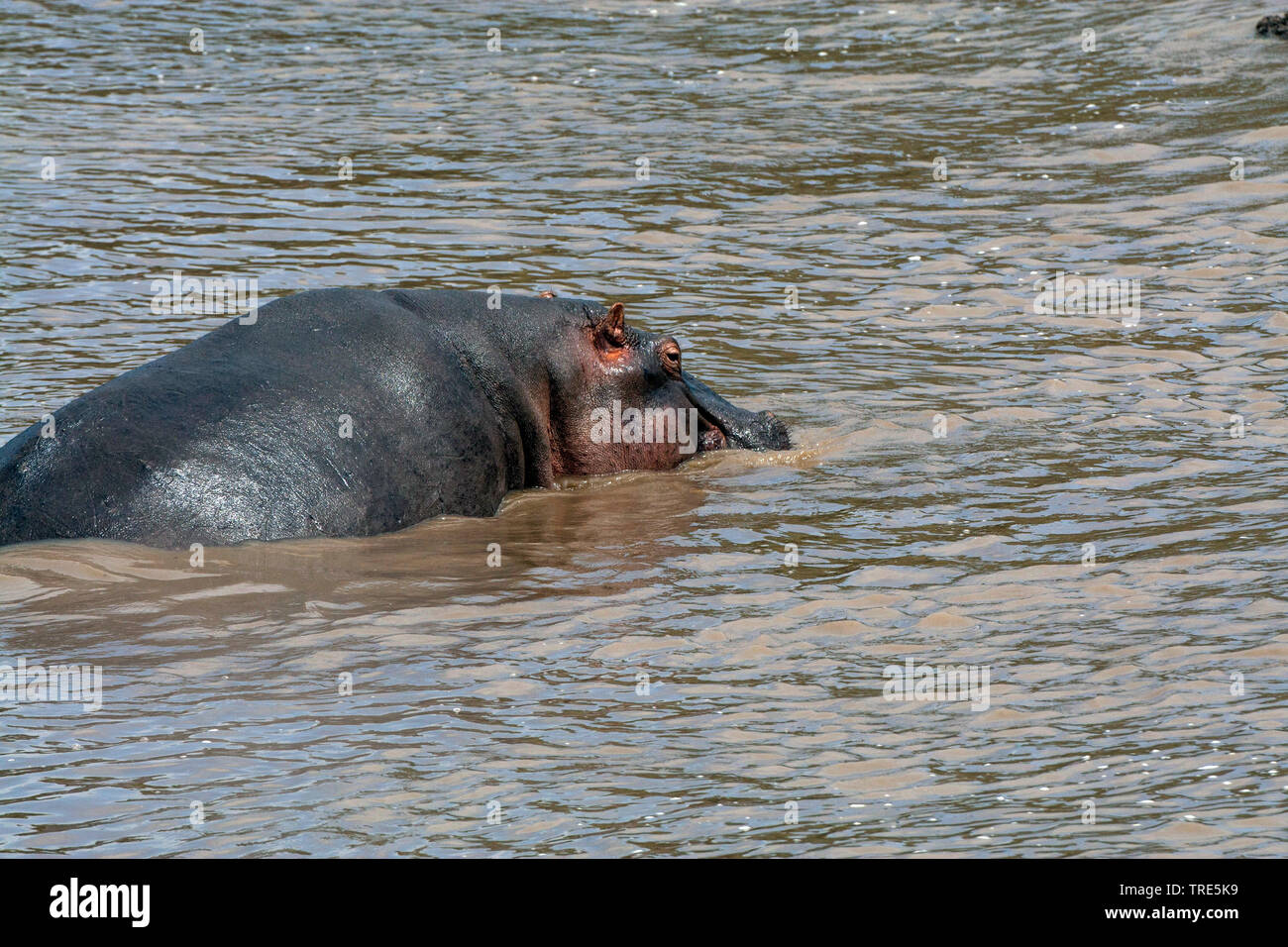 Hippopotame, hippopotame, hippopotame commun (Hippopotamus amphibius), dans une rivière, Kenya, Masai Mara National Park Banque D'Images