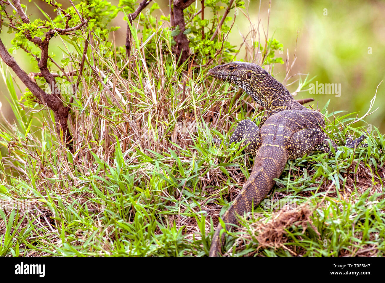 Moniteur du Nil (Varanus niloticus), sur l'herbe, vue arrière, Kenya, Masai Mara National Park Banque D'Images