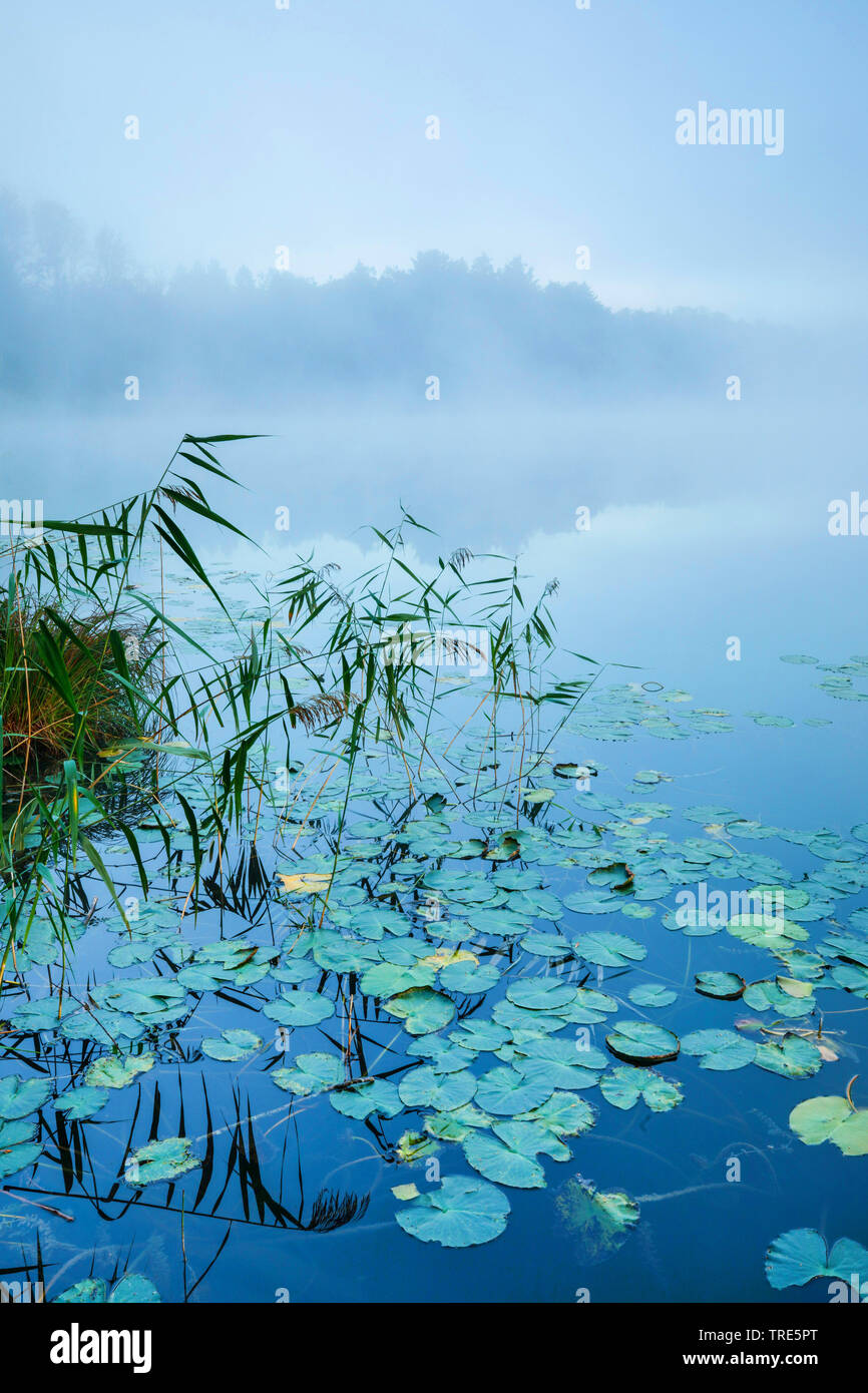 Burgaeschisee lac dans le brouillard, Suisse, Soleure Banque D'Images