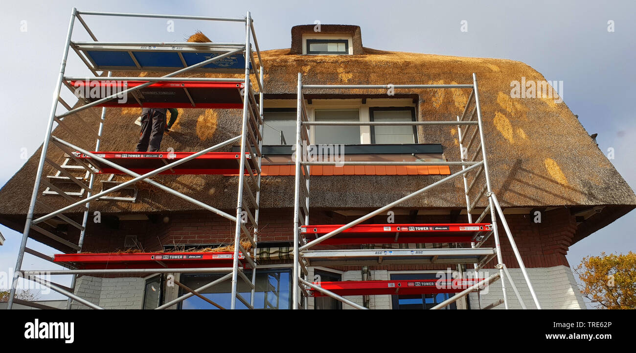 Restauration d'un toit de chaume, Pays-Bas Banque D'Images