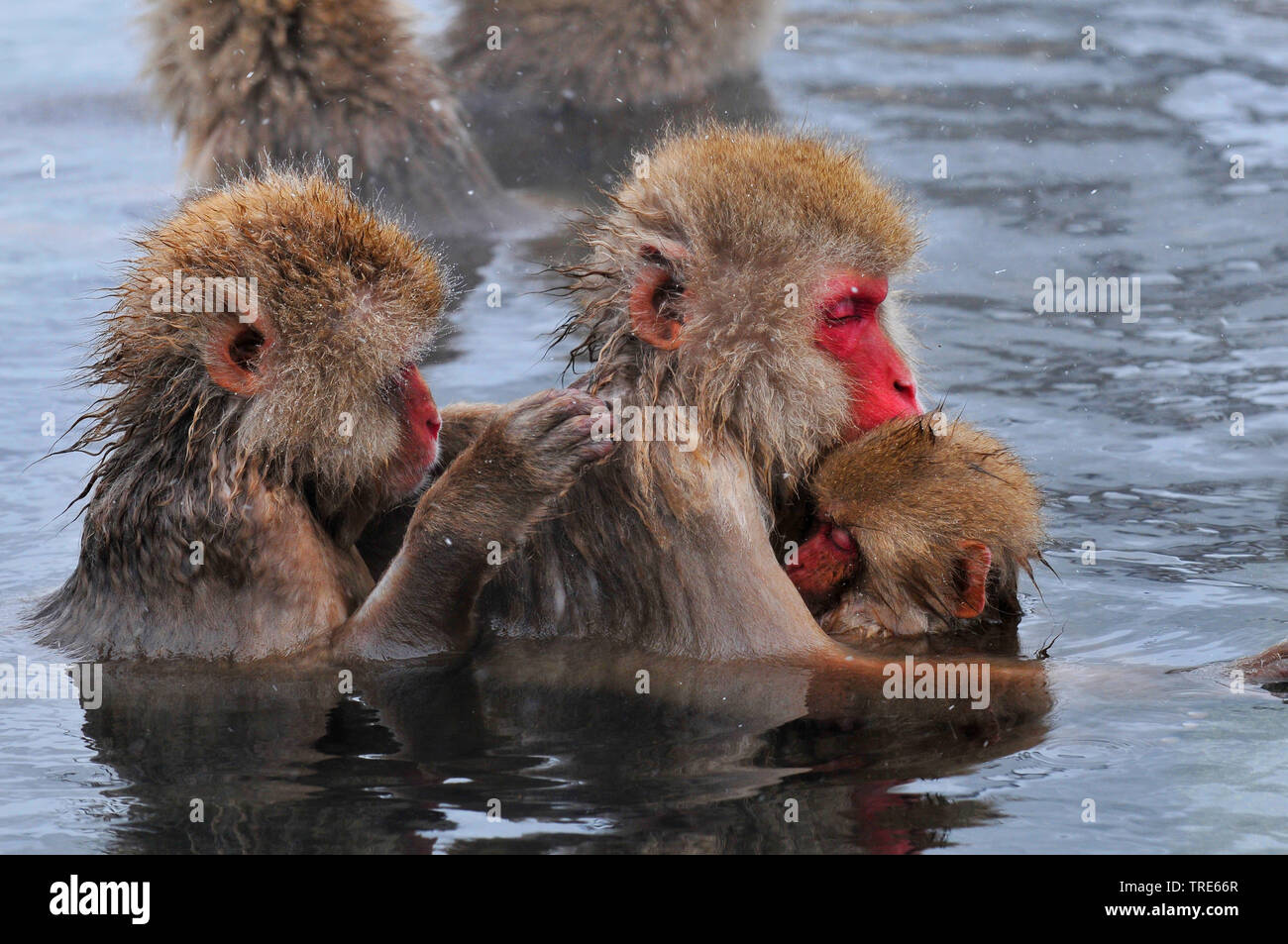 Macaque japonais, snow monkey (Macaca fuscata), l'ape famille dans un printemps chaud, vue de côté, le Japon, l'Hokkaido Banque D'Images