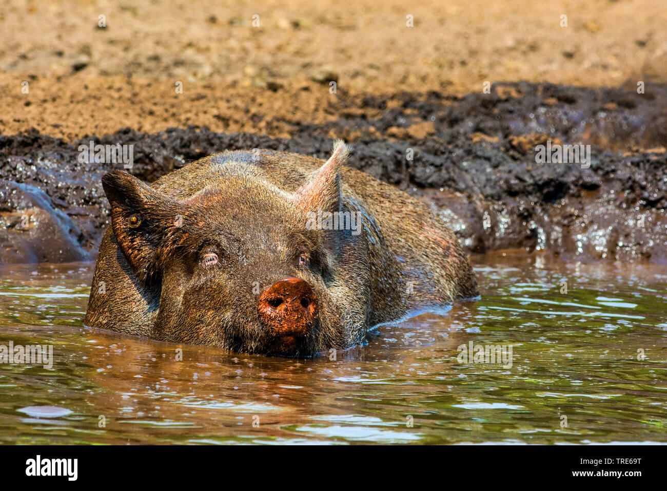 Porc domestique (Sus scrofa domestica). f, cochon se vautrer dans un étang,  vue avant, Pays-Bas Photo Stock - Alamy