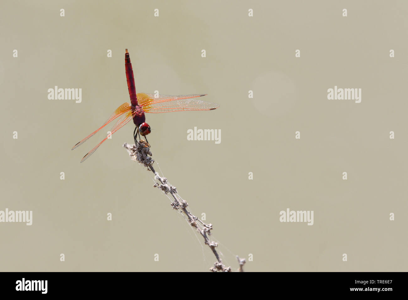 À pâte rouge sympetrum, rouge-vert veiné (Sympetrum fonscolombii, Sympetrum fonscolombei), assis sur une branche, l'Iran, Ahwaz Banque D'Images