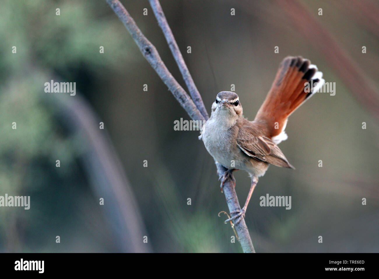 Scrub roux robin, bruant à queue, robin scrub warbler (Agrobates roux, Cercotrichas galactotes galactotes familiaris familiaris), assis sur une branche, l'Iran, Ahwaz Banque D'Images