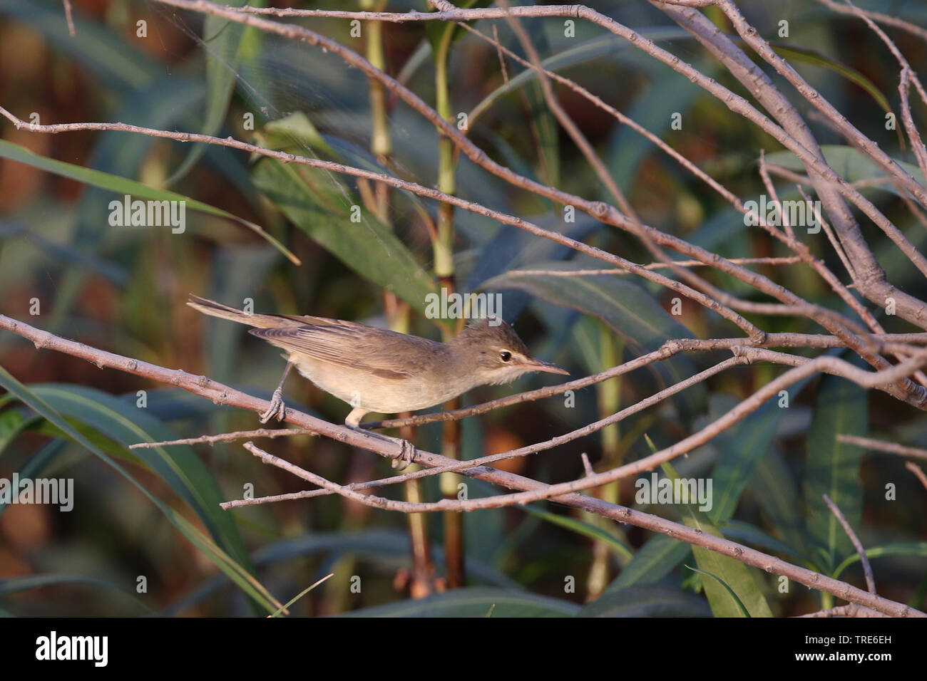 Bassora reed warbler (Acrocephalus griseldis), assis sur une branche, l'Iran, Ahwaz Banque D'Images