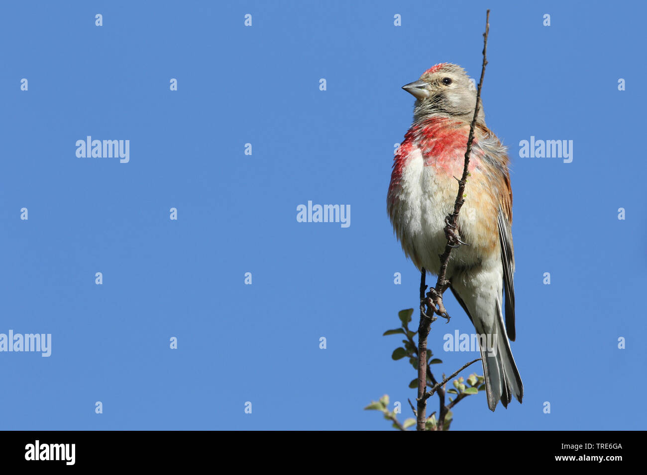 (Carduelis cannabina linnet, Acanthis cannabina Bella bella), assis sur une branche, l'Iran, montagnes Alborz Banque D'Images