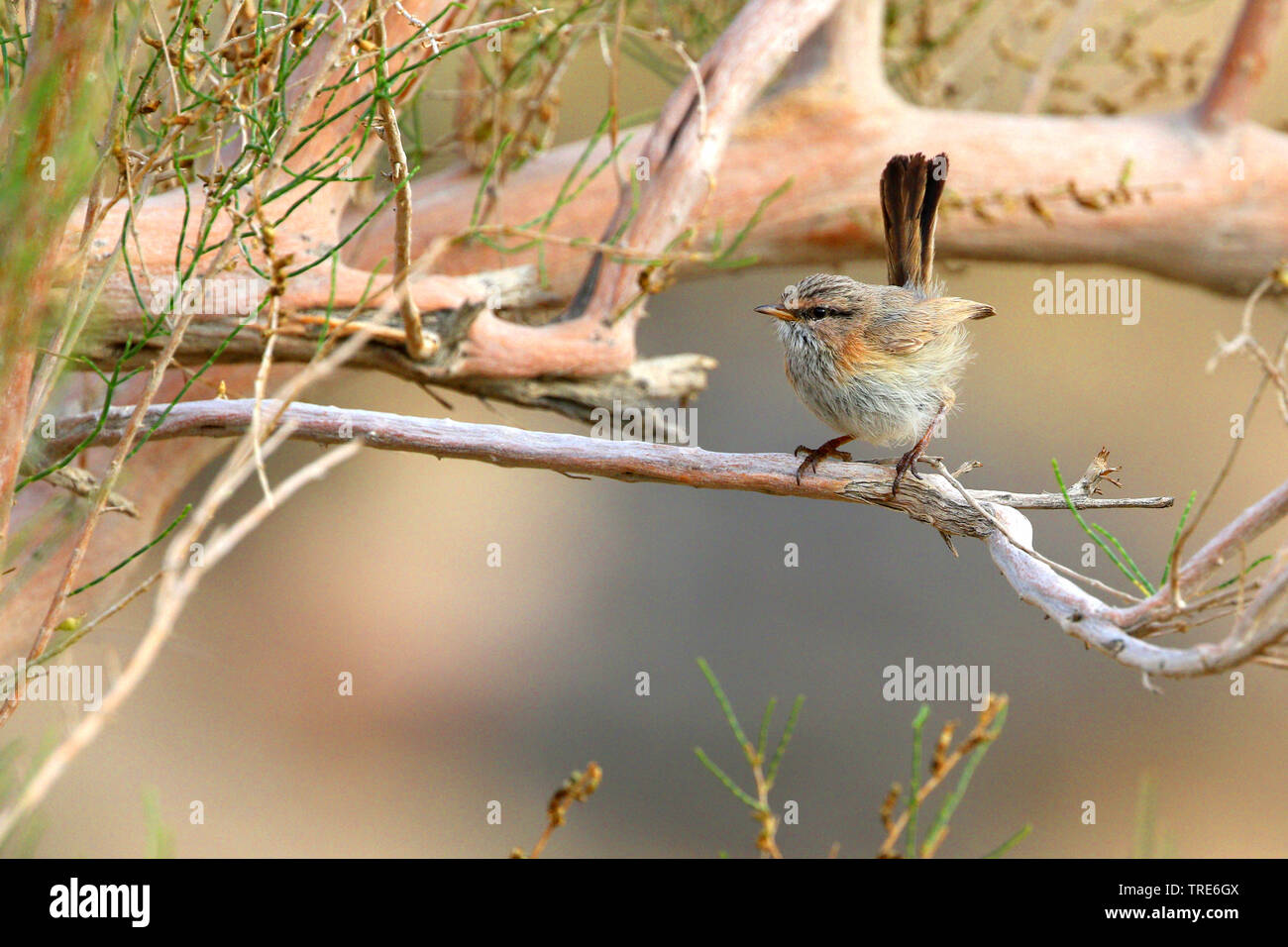 Paruline rayée (Scotocerca inquieta scrub), assis sur une branche, l'Iran, Touran Banque D'Images