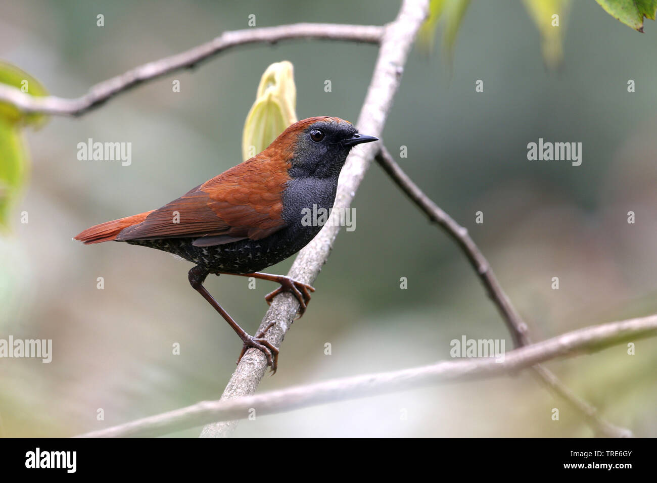 Gould (shortwing stellata hétéroxènes), perché sur une branche, l'Inde, de l'Arunachal Pradesh, Mishmi hills Banque D'Images