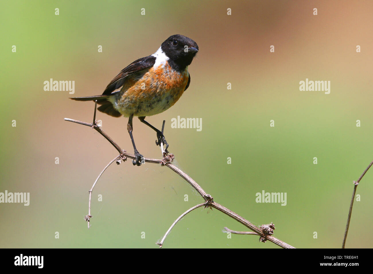 Stonechat Sibérie asiatique, stonechat (Saxicola maurus variegatus), assis sur une branche, l'Iran, montagnes Alborz Banque D'Images