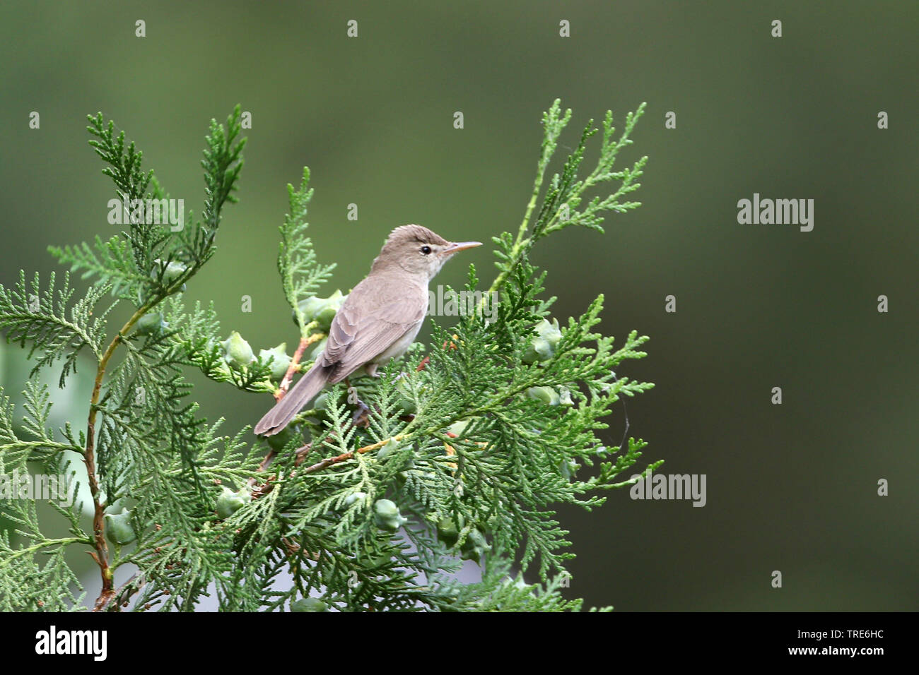 Eastern Olivaceous warbler (Iduna pallida reiseri reiseri, Iduna, Hippolais pallida reiseri reiseri, Acrocephalus pallidus), assis sur une branche, l'Iran, Touran Banque D'Images