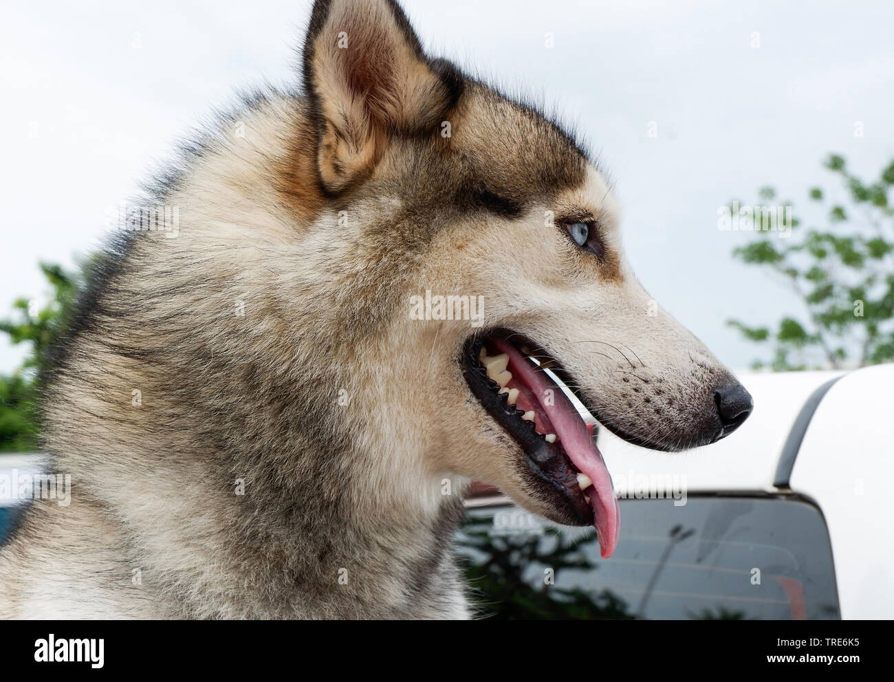 Portrait de chien Husky Sibérien face langue maternelle Banque D'Images