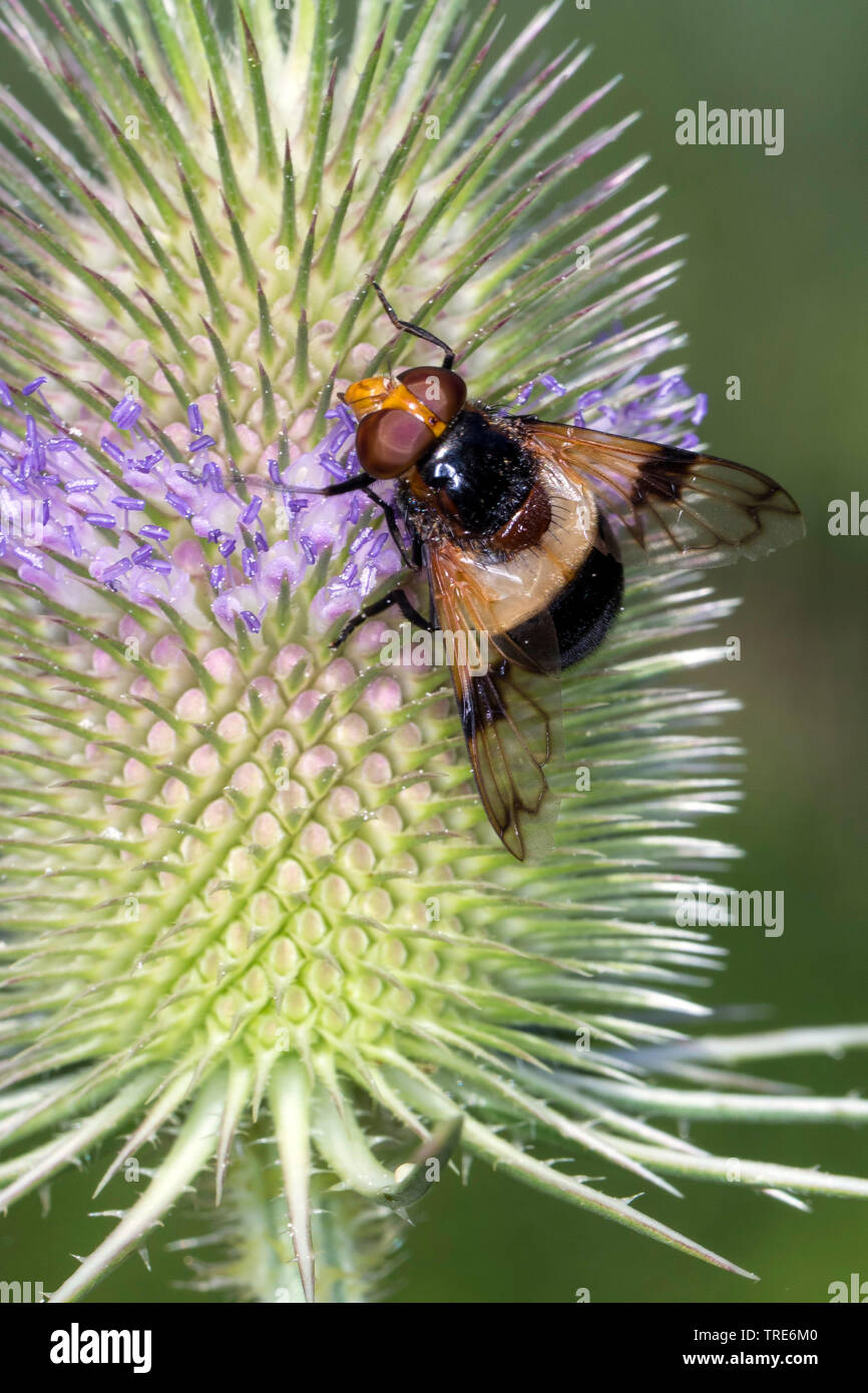 Hoverfly pellucide pellucide, Fly (Volucella pellucens), sur cardère, Allemagne Banque D'Images