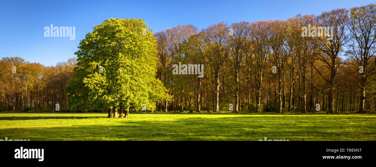 Le marronnier commun (Aesculus hippocastanum), forest edge à Oldenaller avec groupe de châtaignes cheval au printemps, Pays-Bas, Gueldre, Oldenaller Banque D'Images