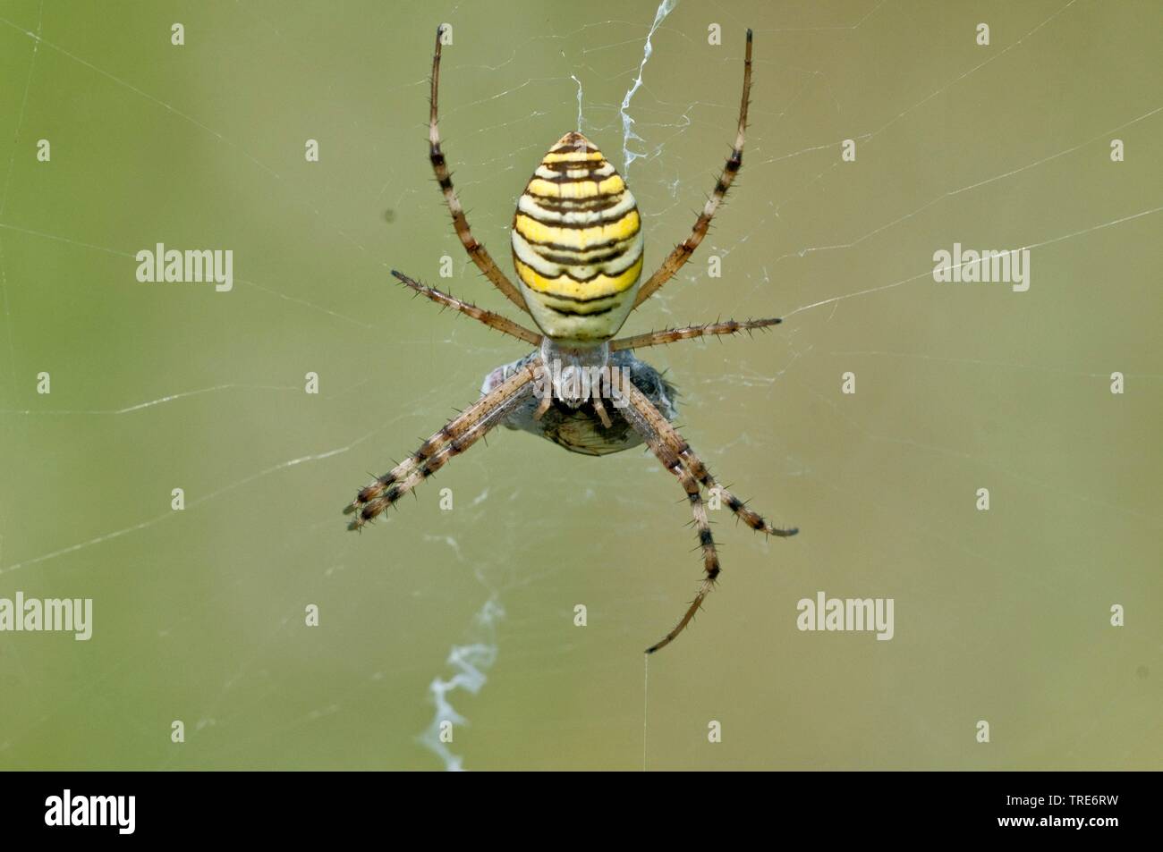 Noir et jaune argiope, noir et jaune spider Argiope bruennichi (jardin), dans le web, Allemagne Banque D'Images