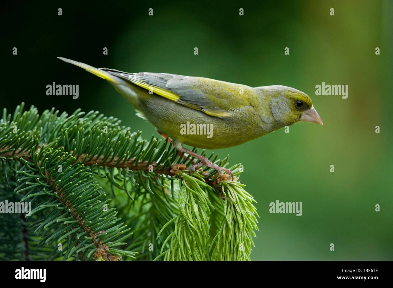 Verdier d'Europe (Carduelis chloris Chloris chloris), assis, sur une branche, Allemagne Banque D'Images