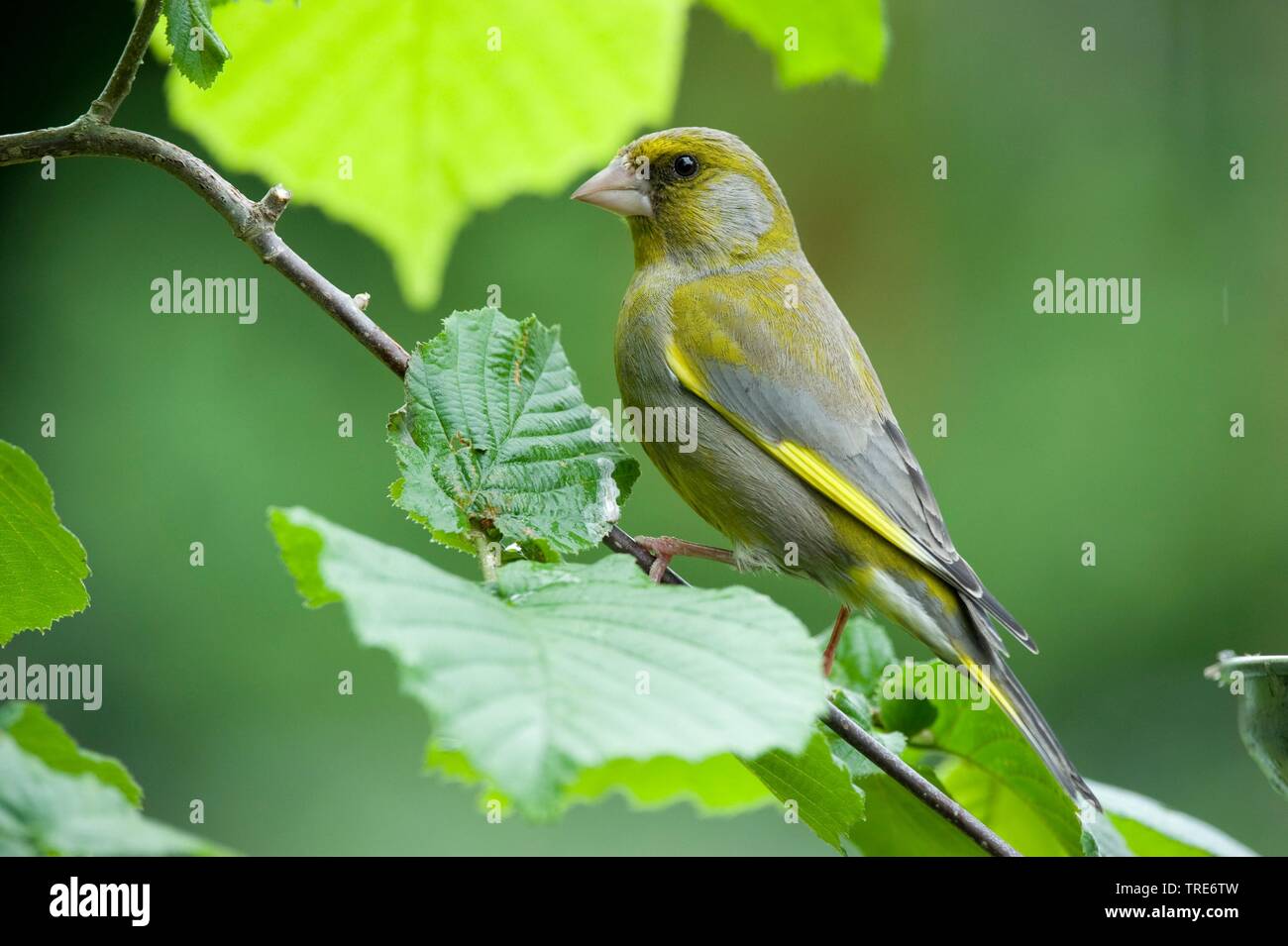 Verdier d'Europe (Carduelis chloris Chloris chloris), assis, sur une branche, Allemagne Banque D'Images