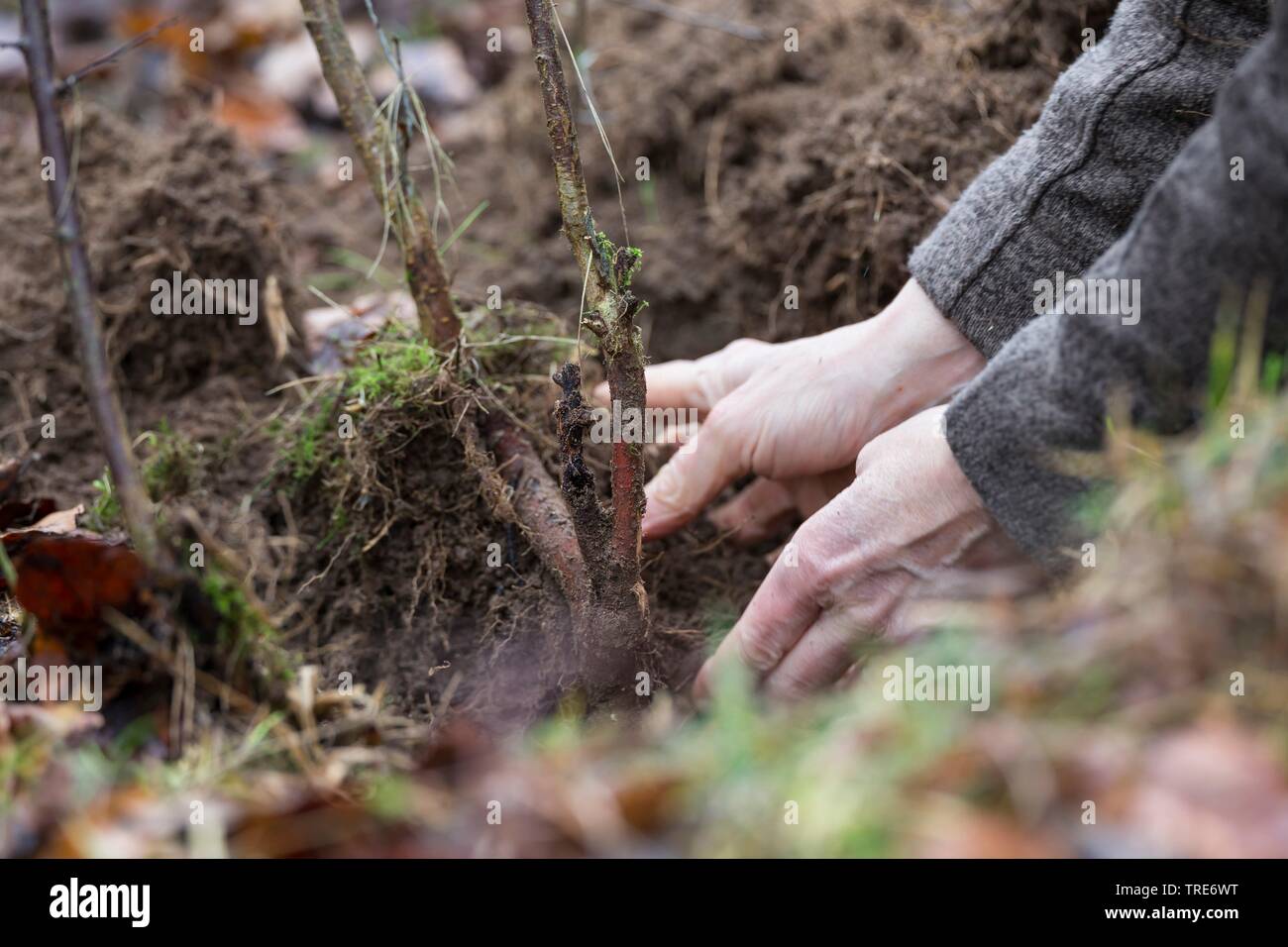 Prunellier, prunelle (Prunus spinosa), les racines sont creusés aus, Allemagne Banque D'Images