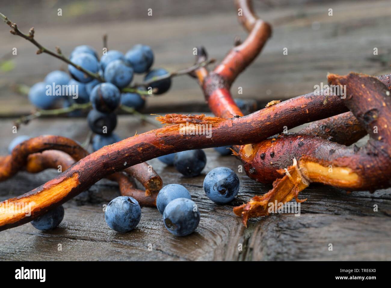 Prunellier, prunelle (Prunus spinosa), racines et fruits recueillis prunelle, Allemagne Banque D'Images