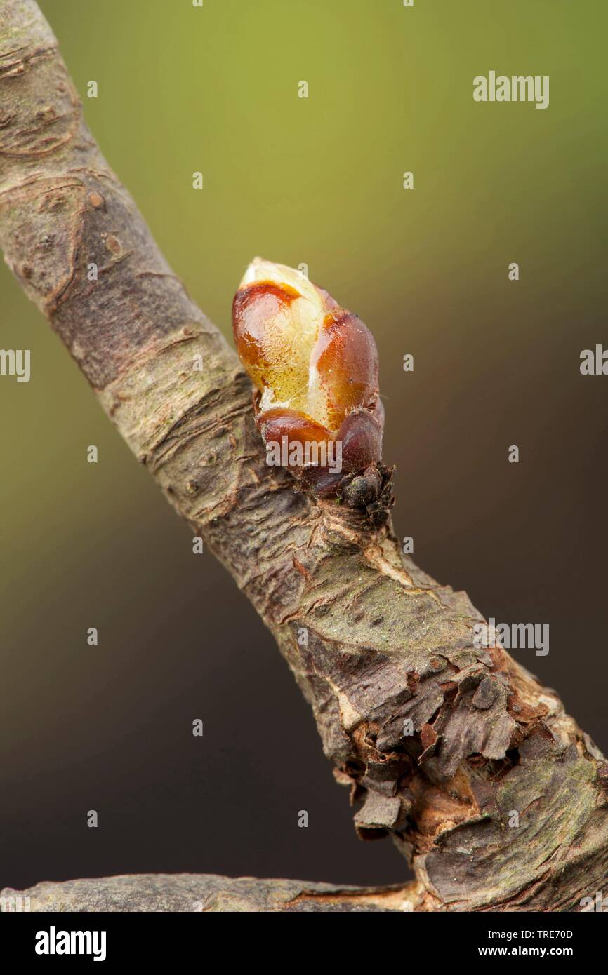 Le marronnier rouge, rose Portrait x carnea, Aesculus carnea), bud Banque D'Images