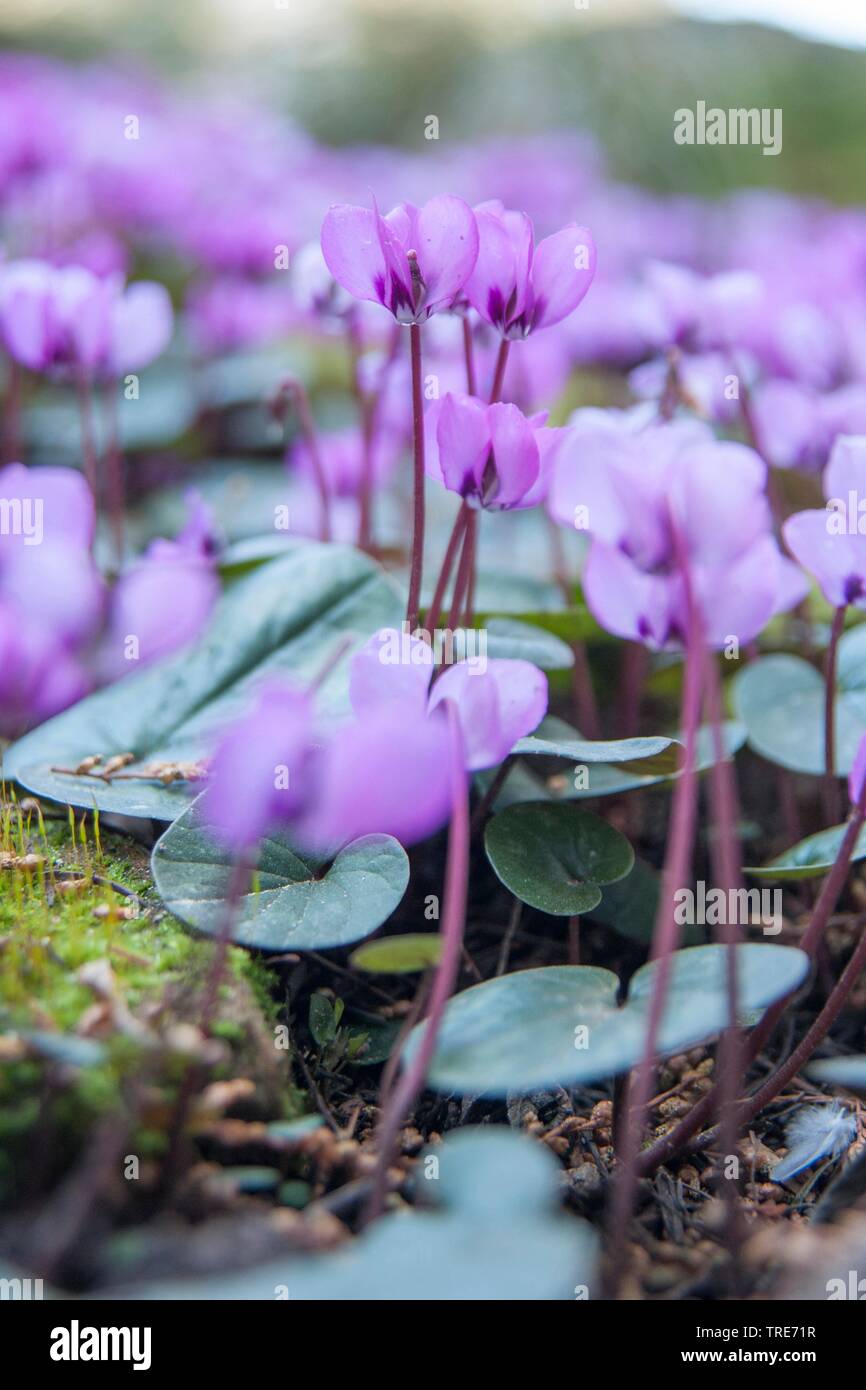 Cyclamen (Cyclamen coum de l'Est), la floraison Banque D'Images