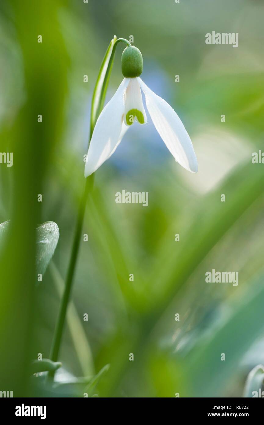 Snowdrop Galanthus nivalis (commune), fleur en rétro-éclairage, Allemagne Banque D'Images