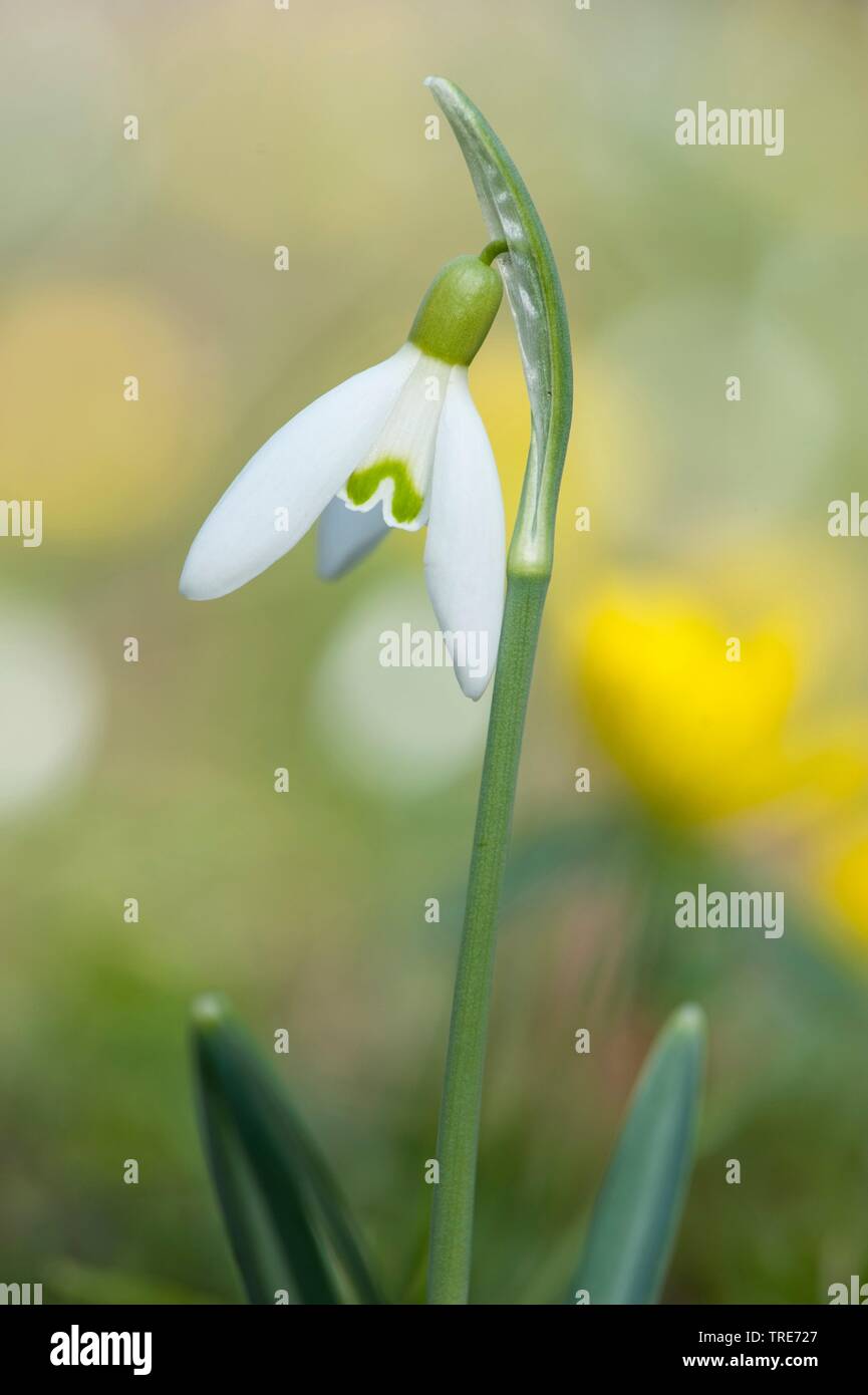 Snowdrop Galanthus nivalis (commune), fleur, Allemagne Banque D'Images