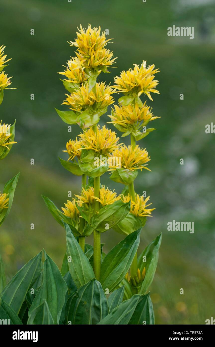 Gentiane jaune (Gentiana lutea), blooming, Allemagne Banque D'Images