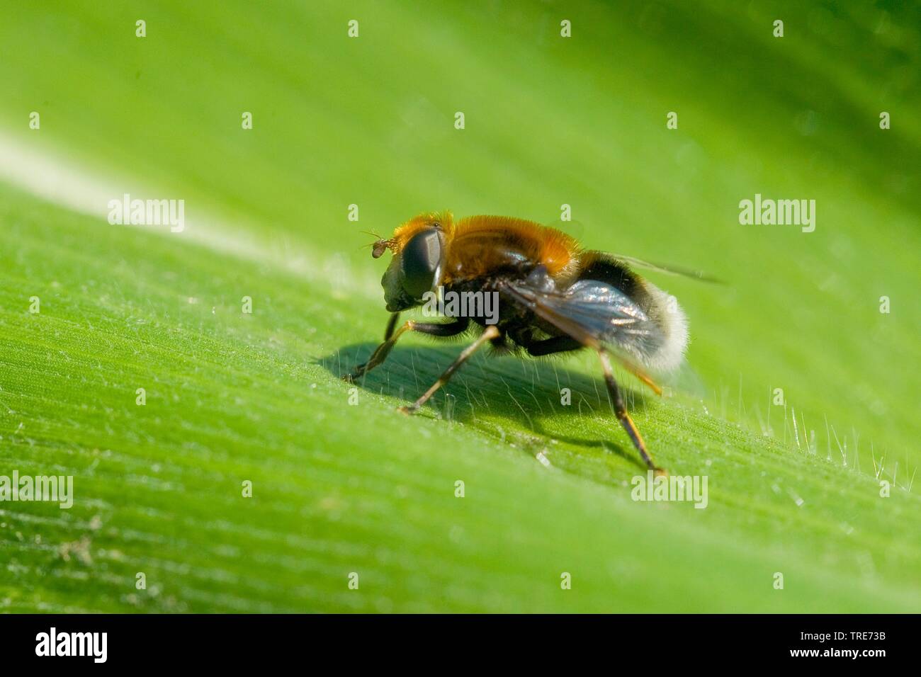 Hoverfly (Eristalis intricaria), assis sur une feuille, Allemagne Banque D'Images