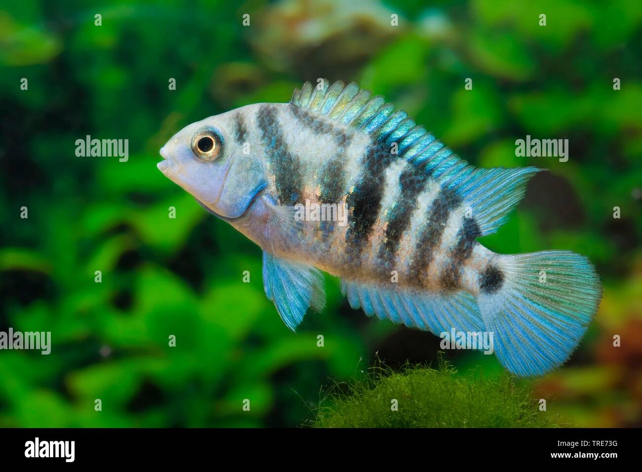 Zebra cichlid Cichlid, condamner (Archocentrus spec.), sous forme de reproduction Honduras Point rouge Banque D'Images