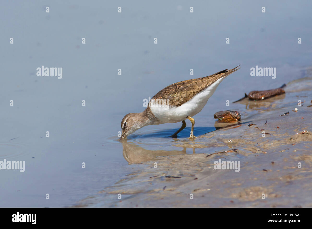 Chevalier grivelé commun (Tringa albifrons, Tringa solitaria), de canards, de l'Autriche, le Tyrol Banque D'Images