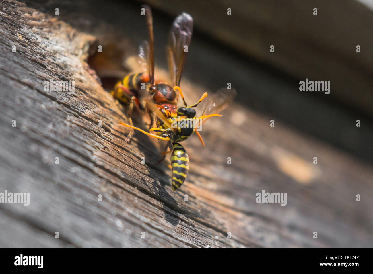 Paper wasp (Polistes gallica, Polistes dominula), hornet s'attaquer à un nid de guêpes du papier à l'entrée, Allemagne, Bavière, Niederbayern, Basse-Bavière Banque D'Images