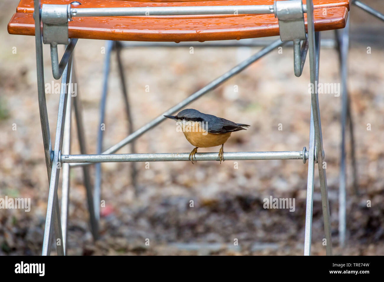 Sittelle torchepot (Sitta europaea), assis sous une chaise, l'Allemagne, Bavière, Niederbayern, Basse-Bavière Banque D'Images