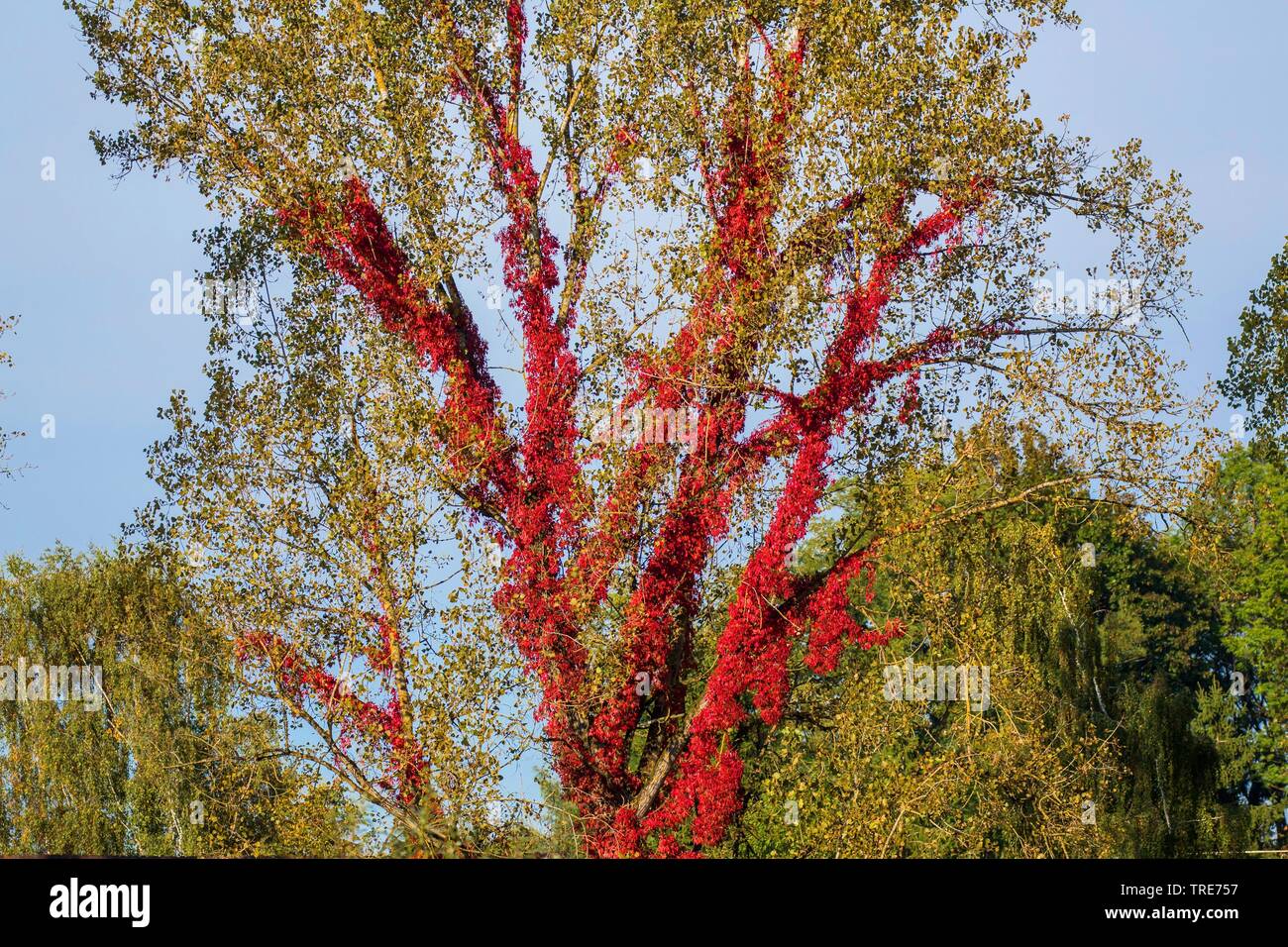 Virginia creeper, Woodbine berry (Parthenocissus quinquefolia), escalade sur un peuplier, Allemagne, Bavière, Niederbayern, Basse-Bavière Banque D'Images