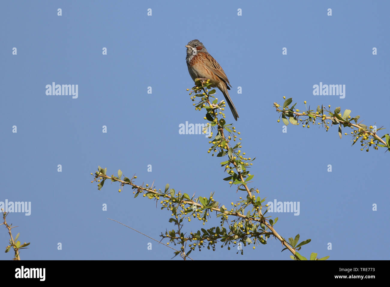 Grey-hooded (Emberiza fucata), assis sur une branche, l'Inde, l'Dhangatti Banque D'Images
