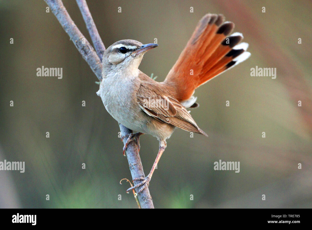 Bruant à queue de l'est-Scrub robin (Agrobates galactotes familiaris/Cercotrichas galactotes syriaca, familiaris/syriaca), assis sur une branche, l'Iran, Ahwaz Banque D'Images