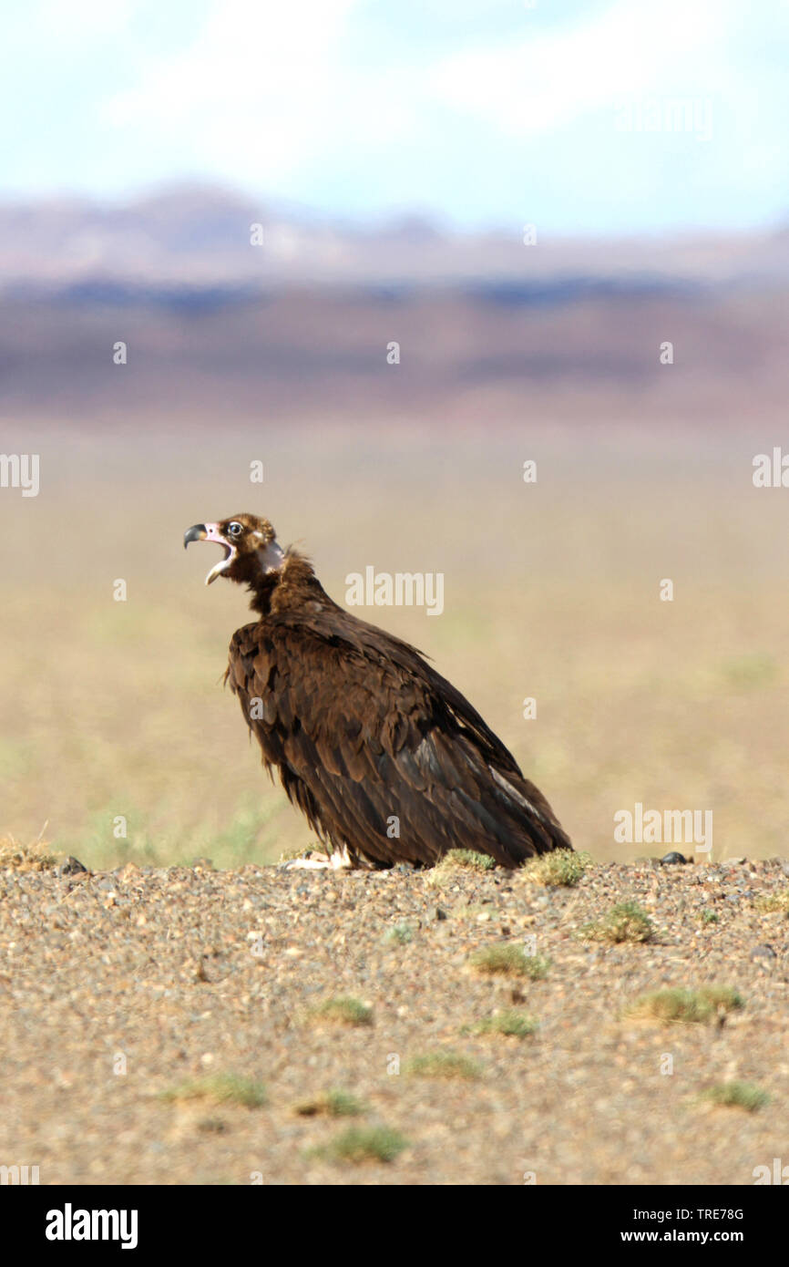 Cinereous vulture (Platycnemis monachus), assis dans le désert de Gobi, Mongolie, Gobi Banque D'Images