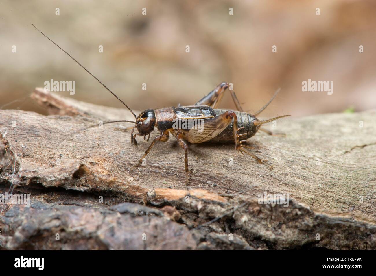 Cricket bois (Nemobius sylvestris), homme, Allemagne Banque D'Images