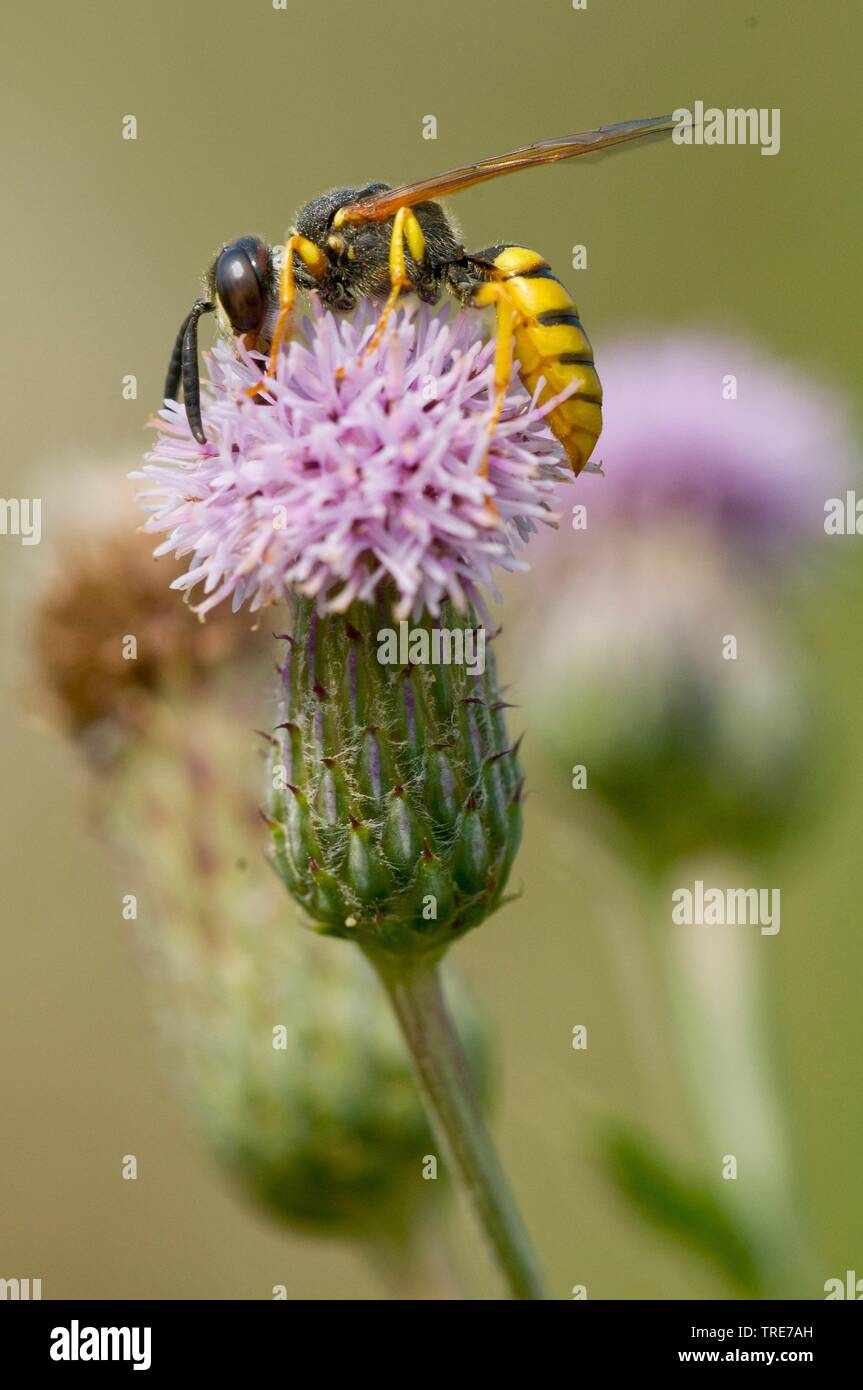 Bee-killer wasp, Bee-killer (Philanthus triangulum, Philanthus apivorus), sur les fleurs de chardon, Allemagne Banque D'Images