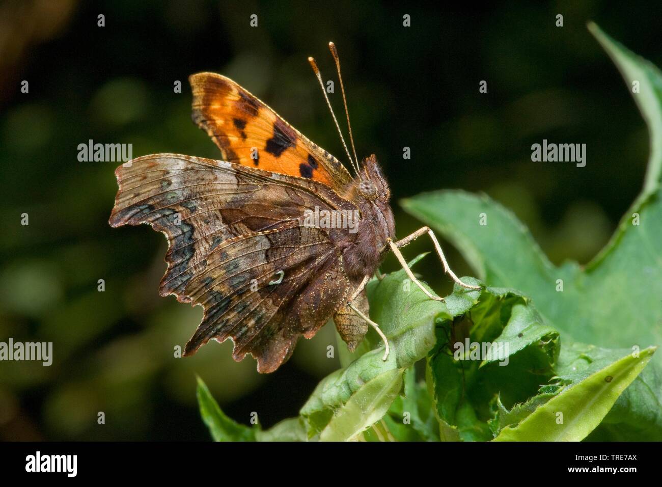 Virgule (Polygonia c-album, Virgule c-album, Nymphalis c-album), se trouve sur une feuille, Allemagne Banque D'Images