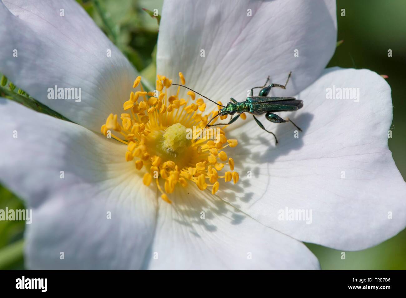 Faux, l'huile d'épaisseur de fleurs à pattes enflées, beetle-thighed beetle (Oedemera nobilis), est assis sur une fleur, Allemagne Banque D'Images