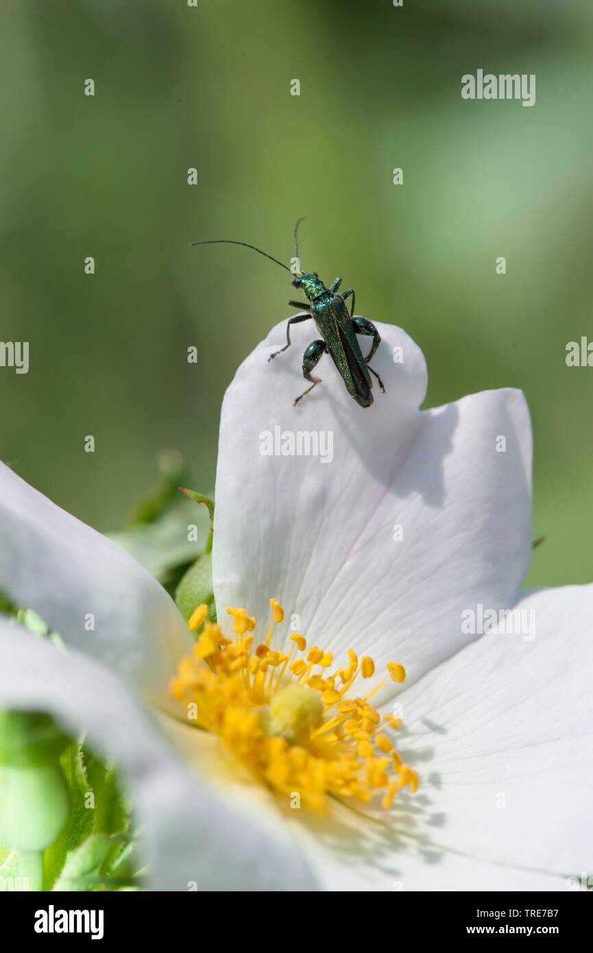 Faux, l'huile d'épaisseur de fleurs à pattes enflées, beetle-thighed beetle (Oedemera nobilis), est assis sur une fleur, Allemagne Banque D'Images