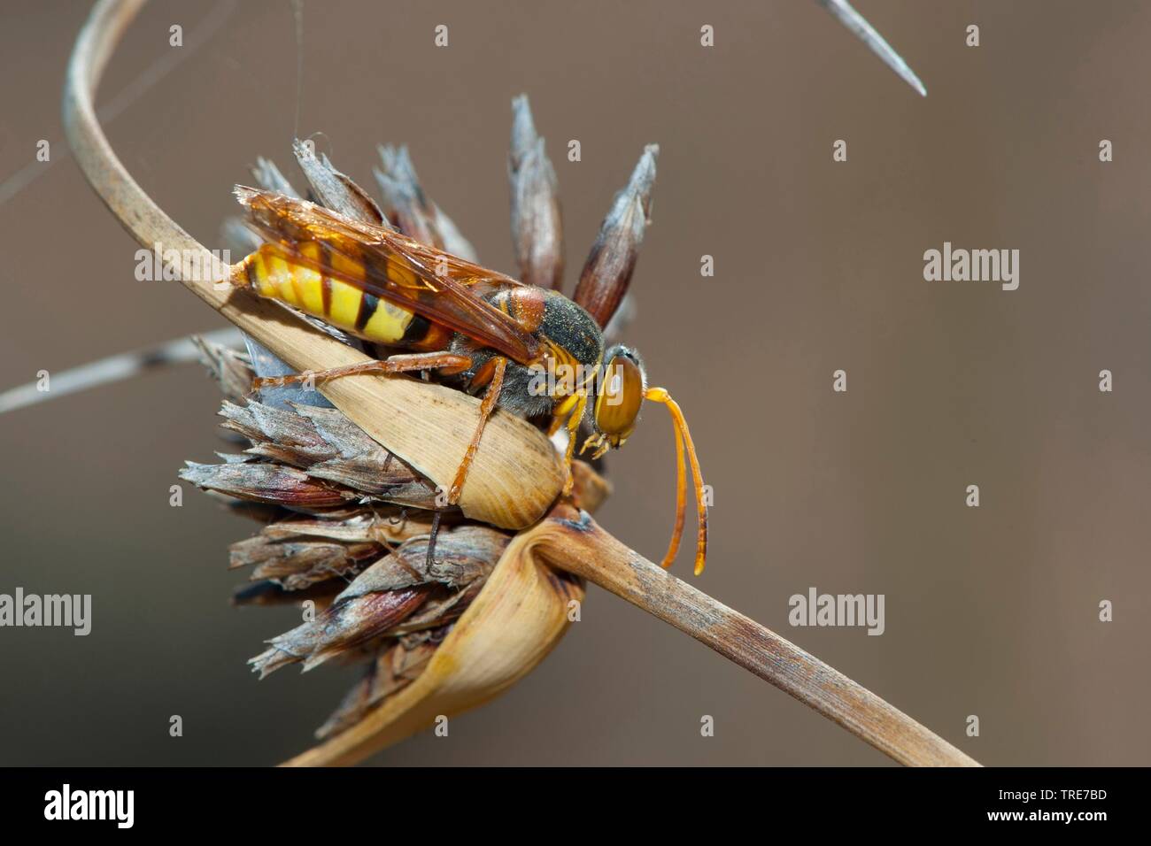 Digger wasp (Stizus ruficornis), sur l'Allemagne, de l'inflorescence flétri Banque D'Images
