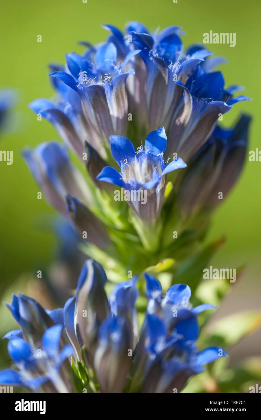 (Crested Gentian Gentiana septemfida), blooming Banque D'Images