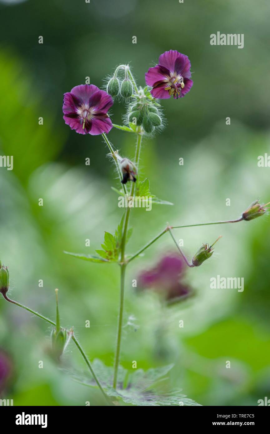 Géranium sanguin (Geranium phaeum sombre), la floraison, Allemagne Banque D'Images