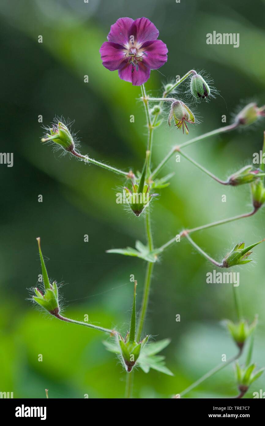 Géranium sanguin (Geranium phaeum sombre), la floraison, Allemagne Banque D'Images