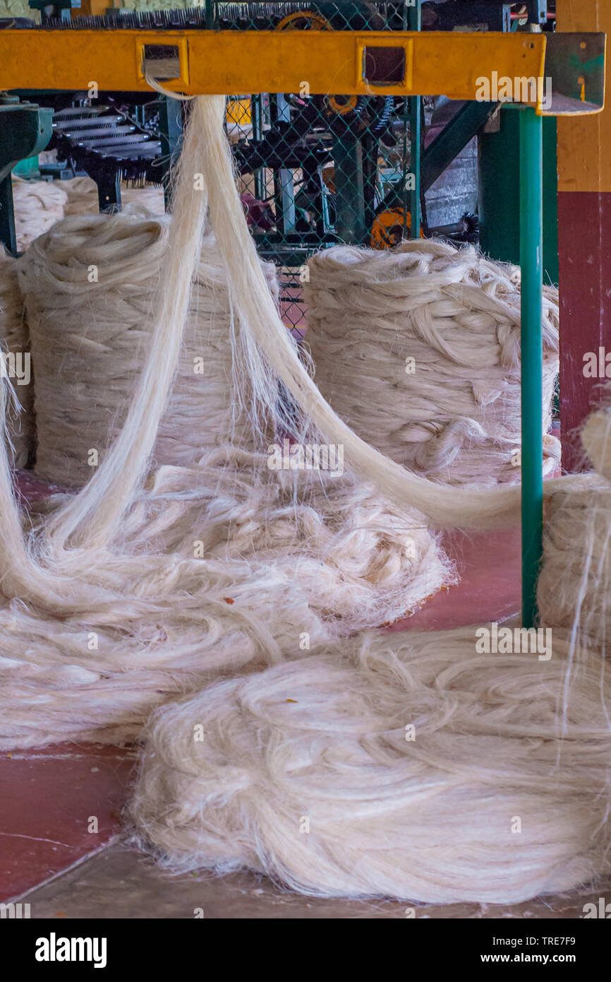 La Filature de fibres végétales d'agaves, pour la construction de la corde, prise à l'usine de Tecoh, Yucatan Banque D'Images